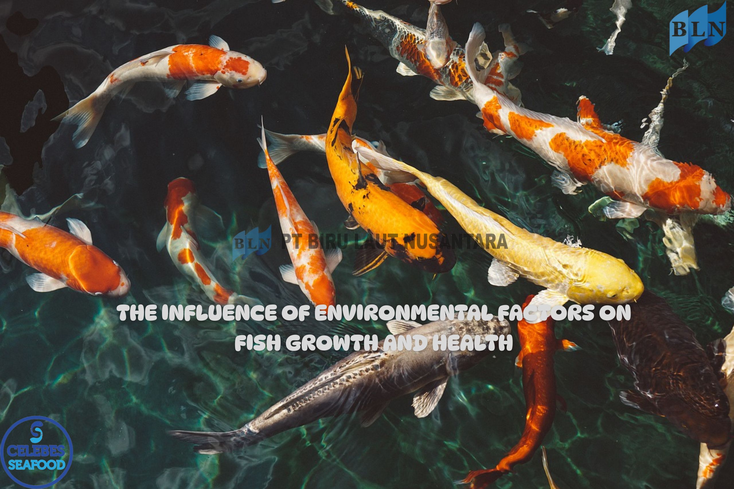 The Influence of Environmental Factors on Fish Growth and Health